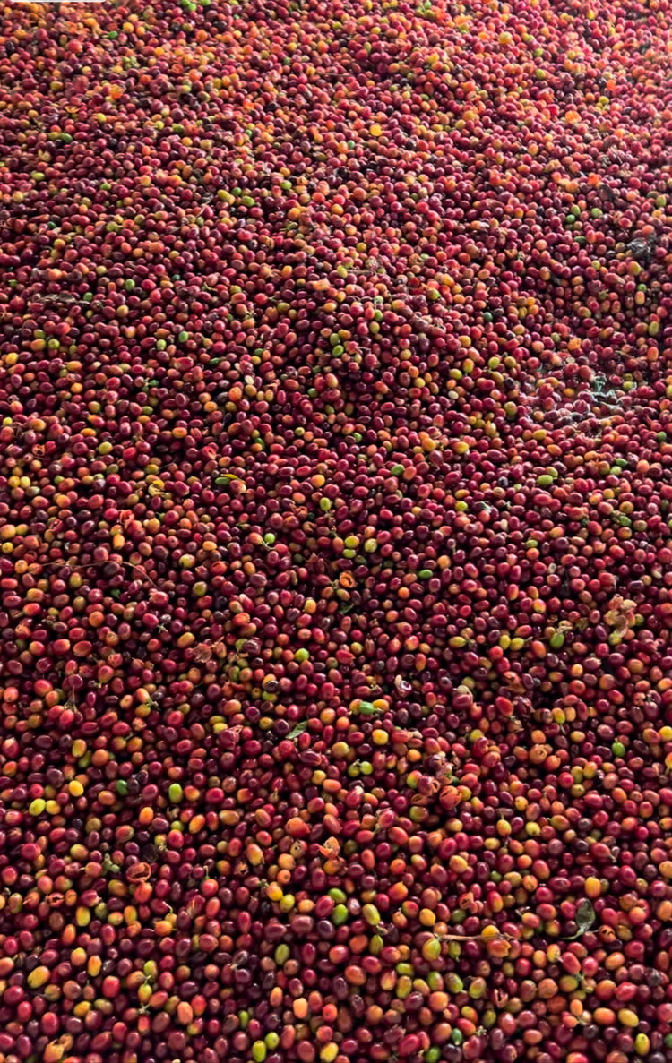 From Central Colombia Natural process, Specialty Grade, Single Origin Unroasted Green Coffee Beans for home roasting, our Farm Finca El Lejano Oriente, Castillo and Caturra Varietals