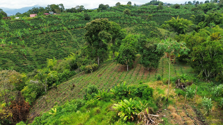 From Central Colombia Natural process, Specialty Grade, Single Origin Unroasted Green Coffee Beans for home roasting, our Farm Finca El Lejano Oriente, Castillo and Caturra Varietals