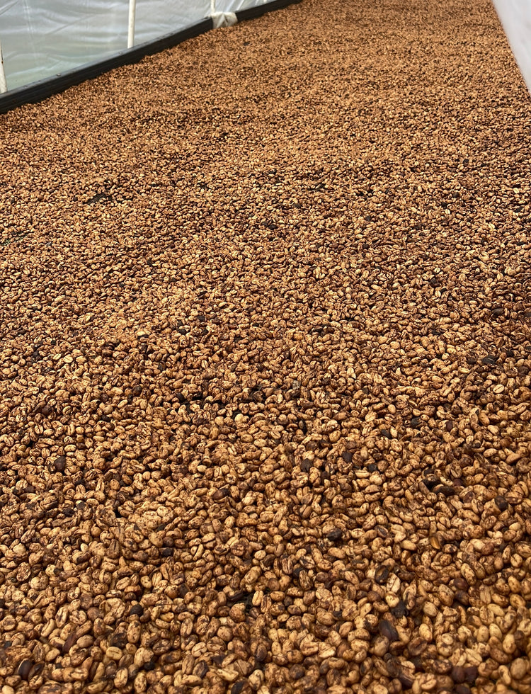 From Central Colombia Honey process, Specialty Grade, Single Origin Unroasted Green Coffee Beans for home roasting, our Farm Finca El Lejano Oriente, Castillo and Caturra Varietals.