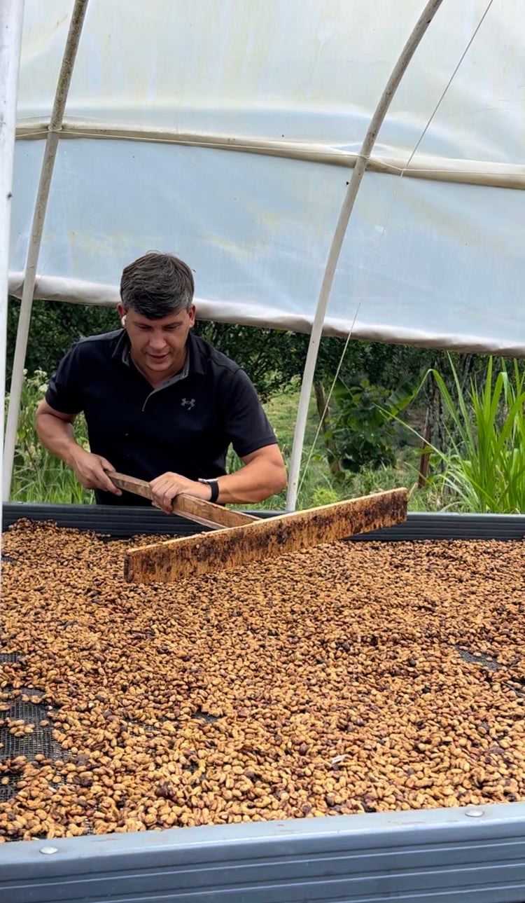 From Central Colombia Honey process, Specialty Grade, Single Origin Unroasted Green Coffee Beans for home roasting, our Farm Finca El Lejano Oriente, Castillo and Caturra Varietals.